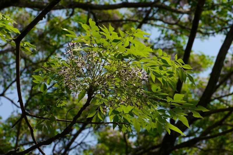 2013_0305-0308 福山植物園-5_057