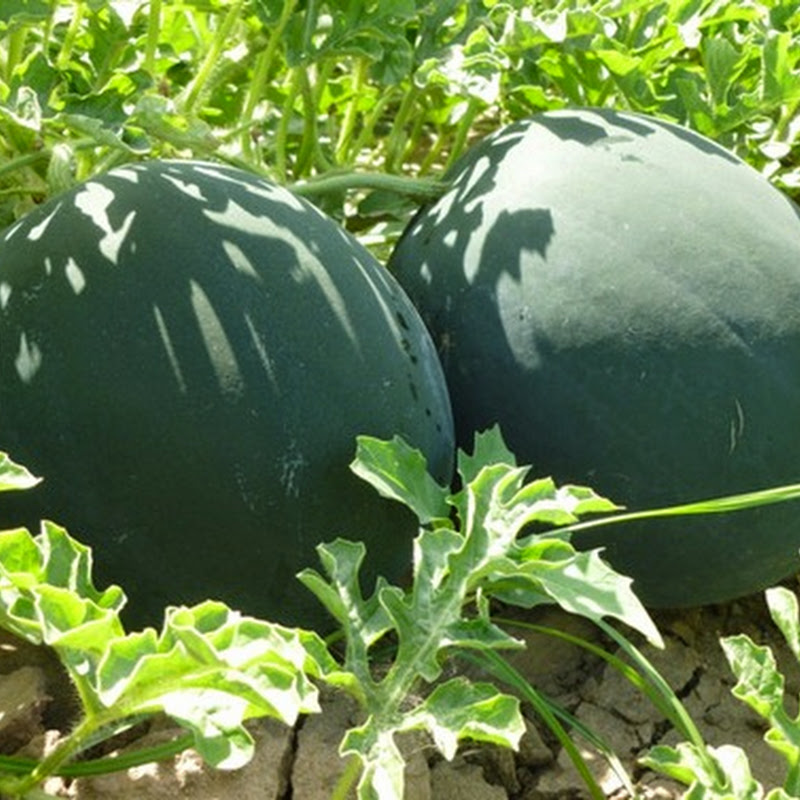 Proprietà ed effetti benefici dell'Anguria o Cocomero.