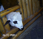 PICT0875.JPG