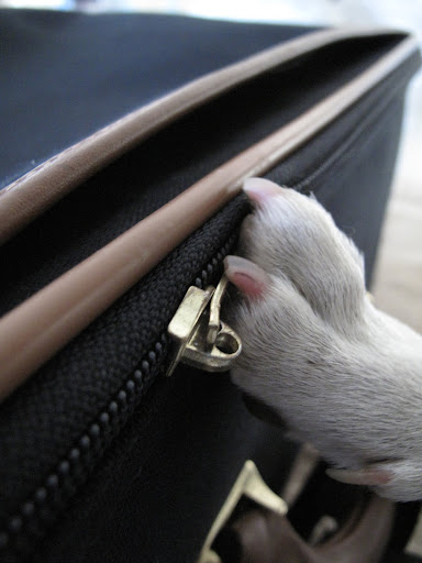 Oh well, I'll just zip this up and hope that it comes back FILLED with some plump, juicy Turkey!