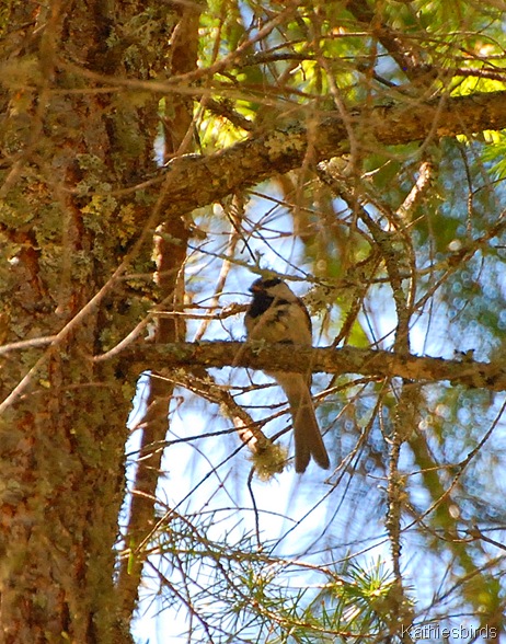 16. mt. chickadee-kab 16. mt. chickadee-kab