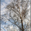 Arbre 6.jpg