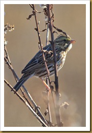 - Savannah Sparrow D7K_9054-Edit November 18, 2011 NIKON D7000