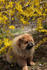 This forsythia is so vivid.