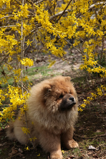 This forsythia is so vivid.