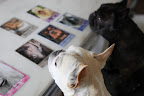 Let's check out some of the other breeds in the deck.