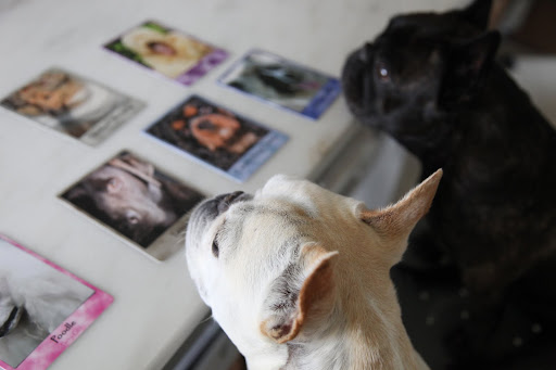 Let's check out some of the other breeds in the deck.