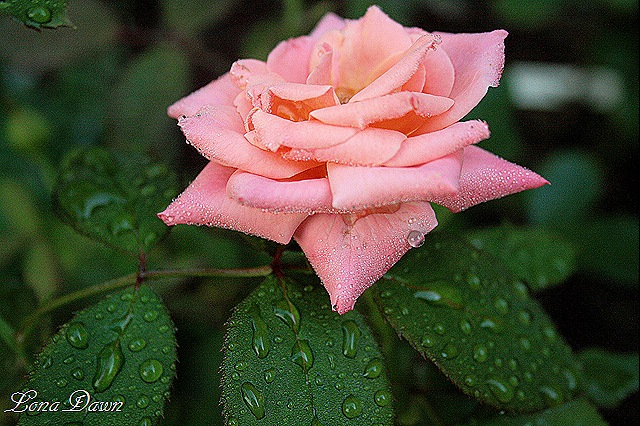 [BillWarriner4_DewDrops%255B9%255D.jpg]