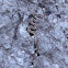 Horned viper