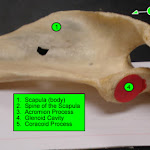 scapula_labeled.jpg
