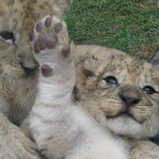 lion21.jpg