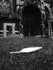 The Feather