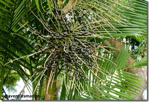 Açaí Açaí