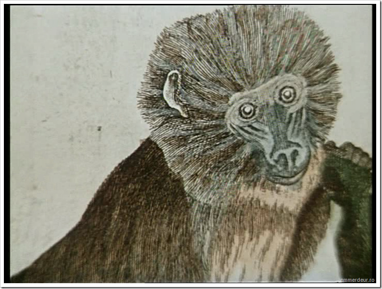 jan svankmajer historia naturae emmerdeur_464 jan svankmajer historia naturae emmerdeur_464