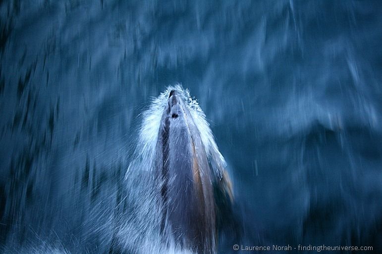 Dolphin moving fast Dolphin moving fast