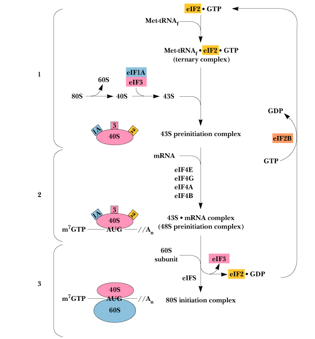  Initiation of Protein synthesis in Eukayotes
