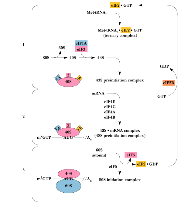 Initiation of Protein synthesis in Eukayotes Initiation of Protein synthesis in Eukayotes