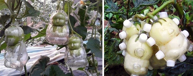 :  fruit-mould-3%255B
