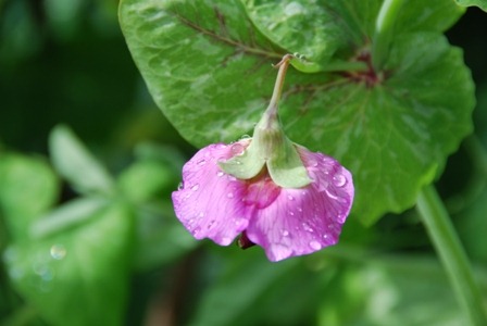 [flordaservilhasDSC_051225.jpg]