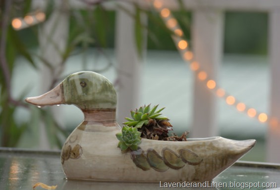 Duck - Rain Duck - Rain