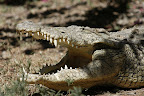 Afrikka (Tansania 2004,2008 + Kenia 2007 ) Slideshow