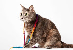 Fun and Frisky Frannie  
(See link in post for details on Frannie who is at The Humane Society of New York)
Photo by Richard Phibbs
