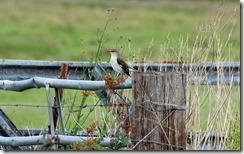 Mockingbird South Texas