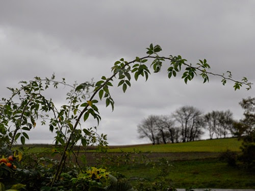 _DSC0517bb _DSC0517bb