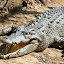 Crocodiles Regulate Their Body Temperature By Leaving Their Mouths Open - Port Douglas, Australia