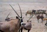 Oryx- Etosha, Namibia