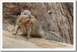 P1160383 - chipmunk #2