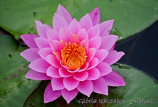 Glória Ishizaka - flores 88