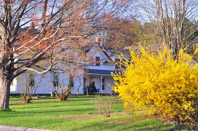 forsythia3