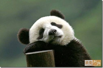 resting panda