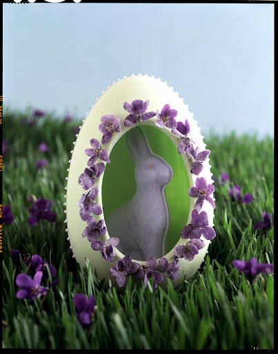 This rabbit's ready for his close up.