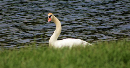 dunlop swan