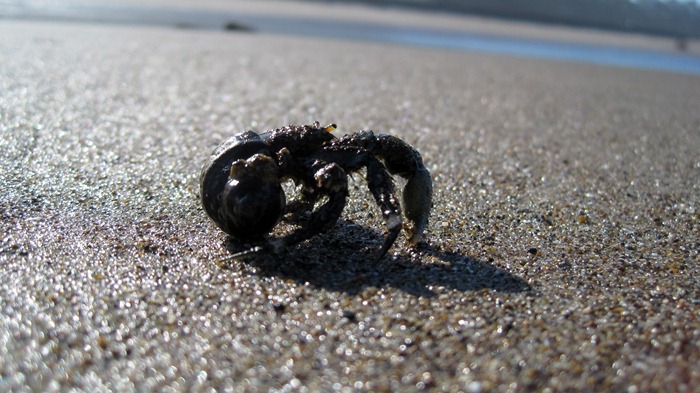 cute little hermit crab