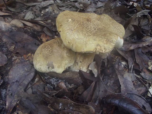 [Mushrooms0043.jpg]