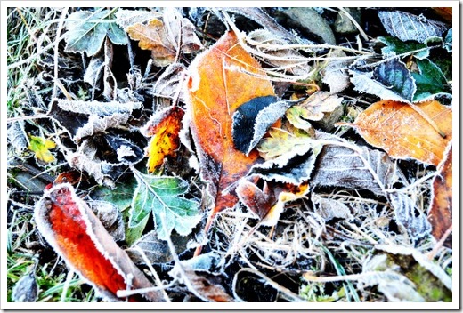 Frosty leaves