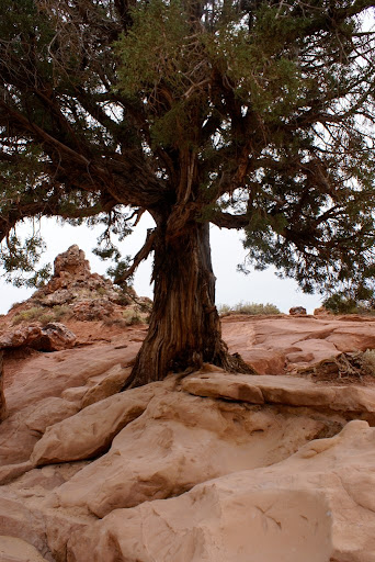 I'm obsessed with trees, especially rugged, old, gnarly ones. They remind me of strength and wisdom.