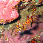Ghostpipefish