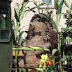 20110903_9161.JPG