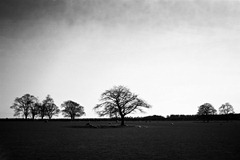 Spring-Fields