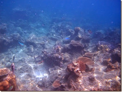 pemandangan alam bawah laut karimunjawa pemandangan alam bawah laut karimunjawa