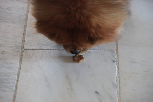 Martha brought the biscuits it to the farm.  In this shot, G.K seems kind of curious.  Let's see how this plays out - Sharkey is lurking.