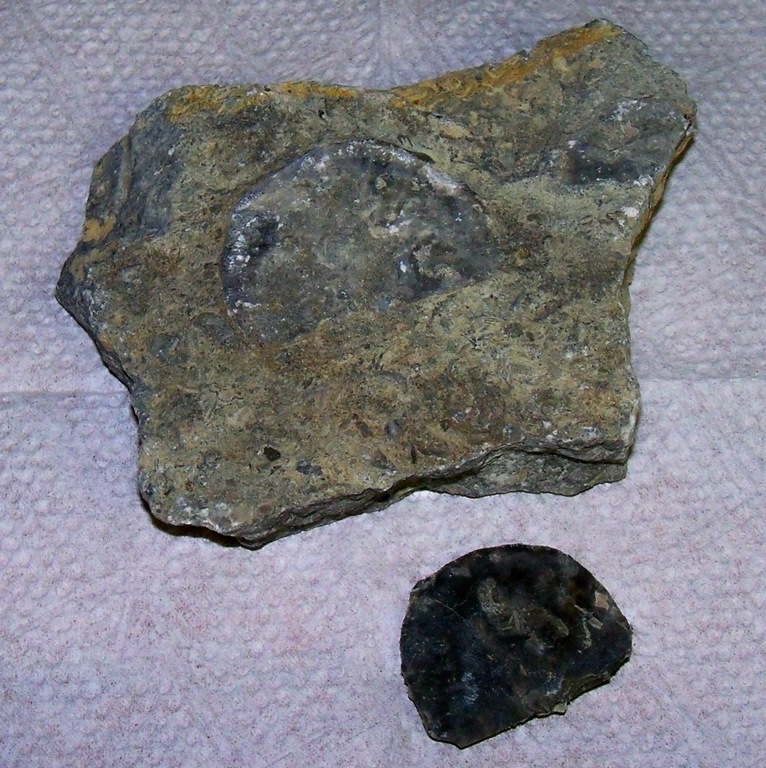 [Brachiopod%255B9%255D.jpg]