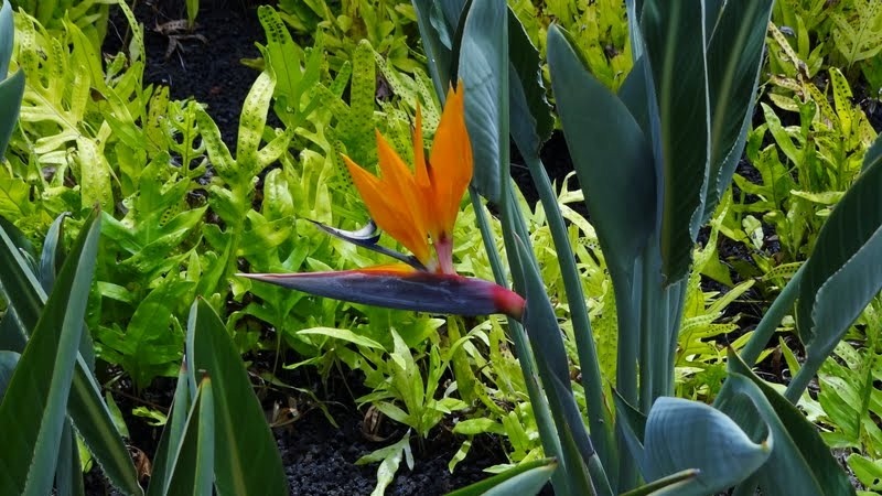 [hawaii%2520bird%2520of%2520paradise%255B5%255D.jpg]