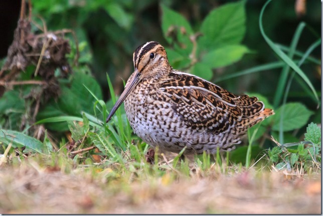 GreatSnipe_Kilnsea-7