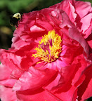 Tht busy bumble bee is having a good time with this peony.