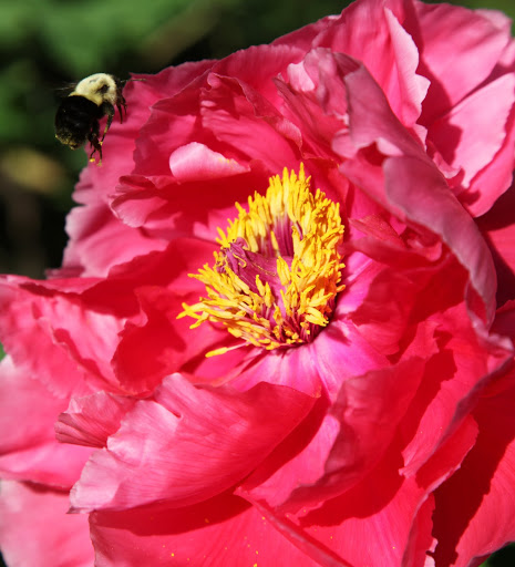 Tht busy bumble bee is having a good time with this peony.